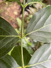 Cyclophyllum barbatum