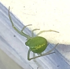 Araneus circulissparsus