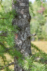 Larix laricina