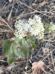 Hylotelephium caucasicum