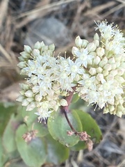 Hylotelephium caucasicum