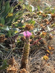 Orthocarpus bracteosus