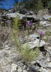 Liatris glandulosa