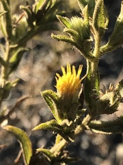 Heterotheca oregona