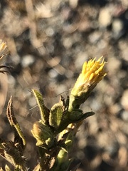 Heterotheca oregona