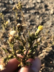 Heterotheca oregona