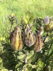 Gomphocarpus cancellatus