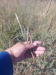 Leymus chinensis