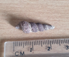 Zeacumantus lutulentus