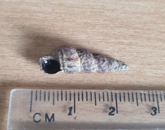 Zeacumantus lutulentus