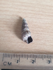 Zeacumantus lutulentus