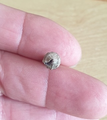 Zeacumantus lutulentus