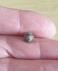 Zeacumantus lutulentus