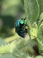 Chrysis angolensis