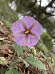 Lycianthes moziniana