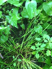 Carex lurida
