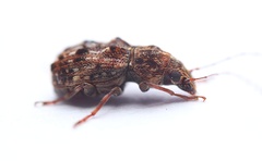 Anthribidae