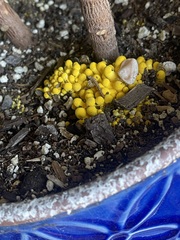 Leucocoprinus birnbaumii