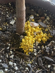 Leucocoprinus birnbaumii