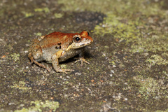 Brown Froglet photo 4