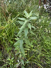 Artemisia douglasiana