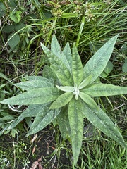 Artemisia douglasiana