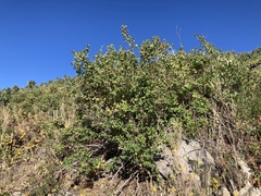 Symphoricarpos rotundifolius