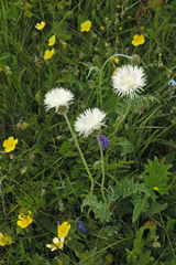 Psephellus declinatus