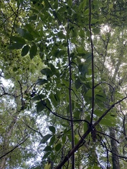 Zanthoxylum clava-herculis