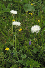 Psephellus declinatus