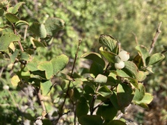 Symphoricarpos rotundifolius
