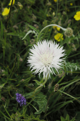 Psephellus declinatus