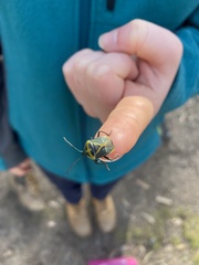 Commius elegans