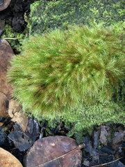 Pyrrhobryum spiniforme