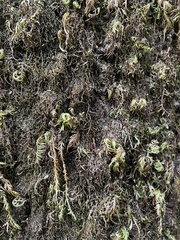 Dendroalsia abietina