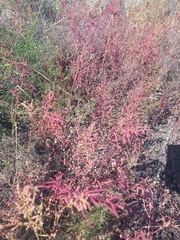 Chenopodium acuminatum