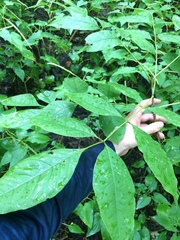 Melioides