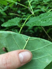 Melioides
