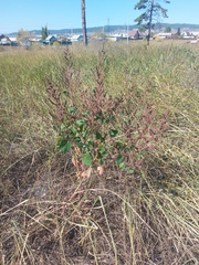 Chenopodium acuminatum