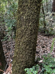 Dendroalsia abietina