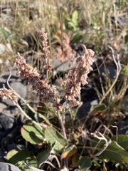 Eriogonum racemosum