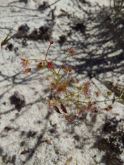 Drosera humilis