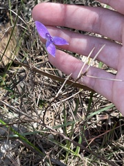 Glossodia minor