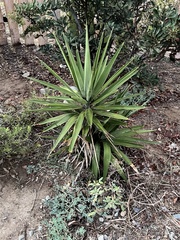 Yucca gigantea