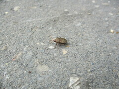 Picromerus bidens