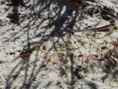 Drosera humilis