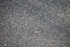 Dissosteira carolina