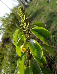 Excoecaria agallocha