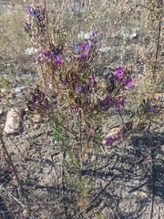 Astragalus davuricus