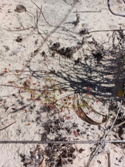 Drosera humilis